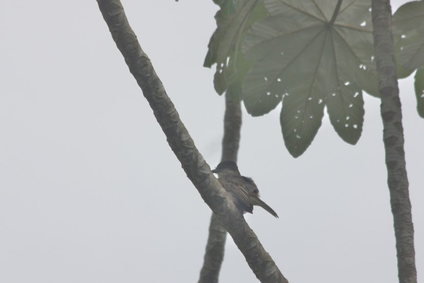 Puerto Rican Flycatcher - Kevin Sarsfield