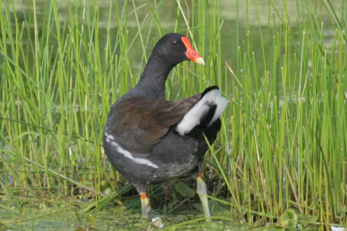 Common Gallinule - Alan and Debbie Dickinson