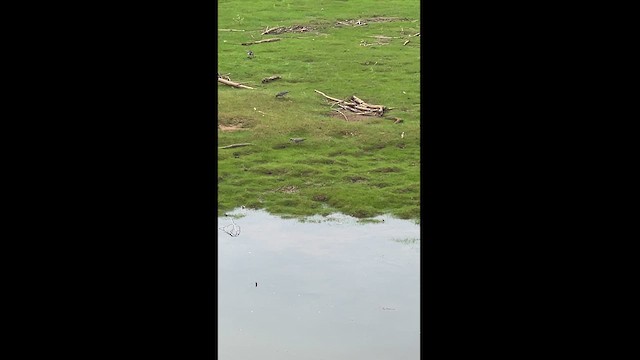 Pectoral Sandpiper - ML621824355