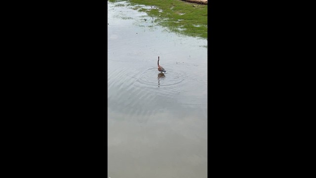 Tricolored Heron - ML621824368