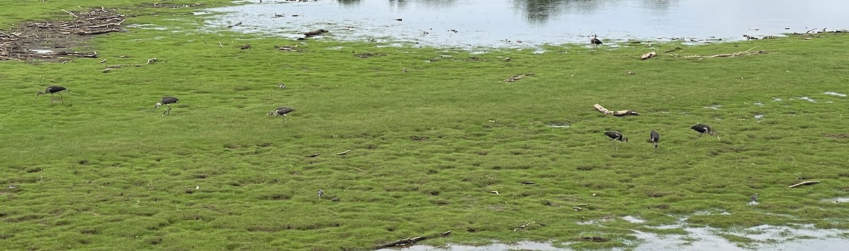 White Ibis - ML621824377