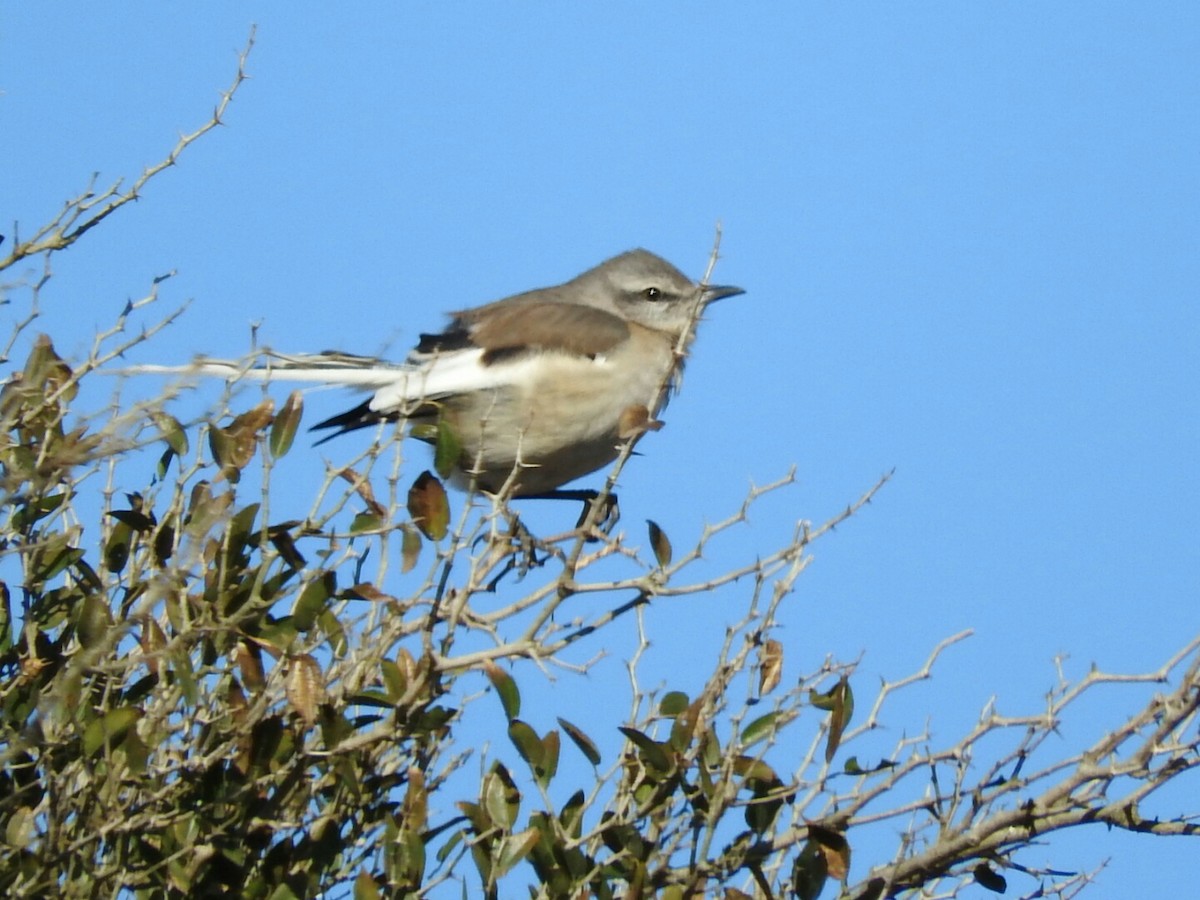 White-banded Mockingbird - ML621824418