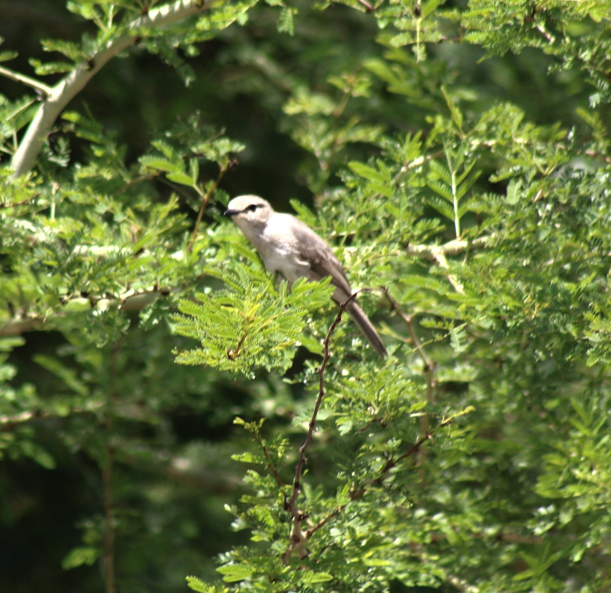 African Gray Flycatcher (African Gray) - ML621824437
