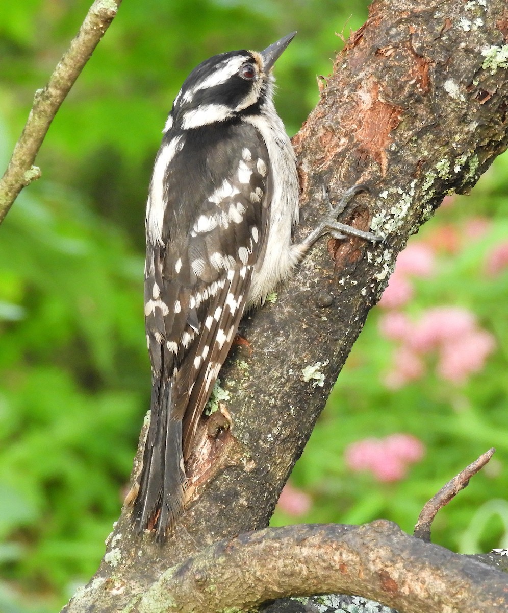 Downy Woodpecker - ML621824441