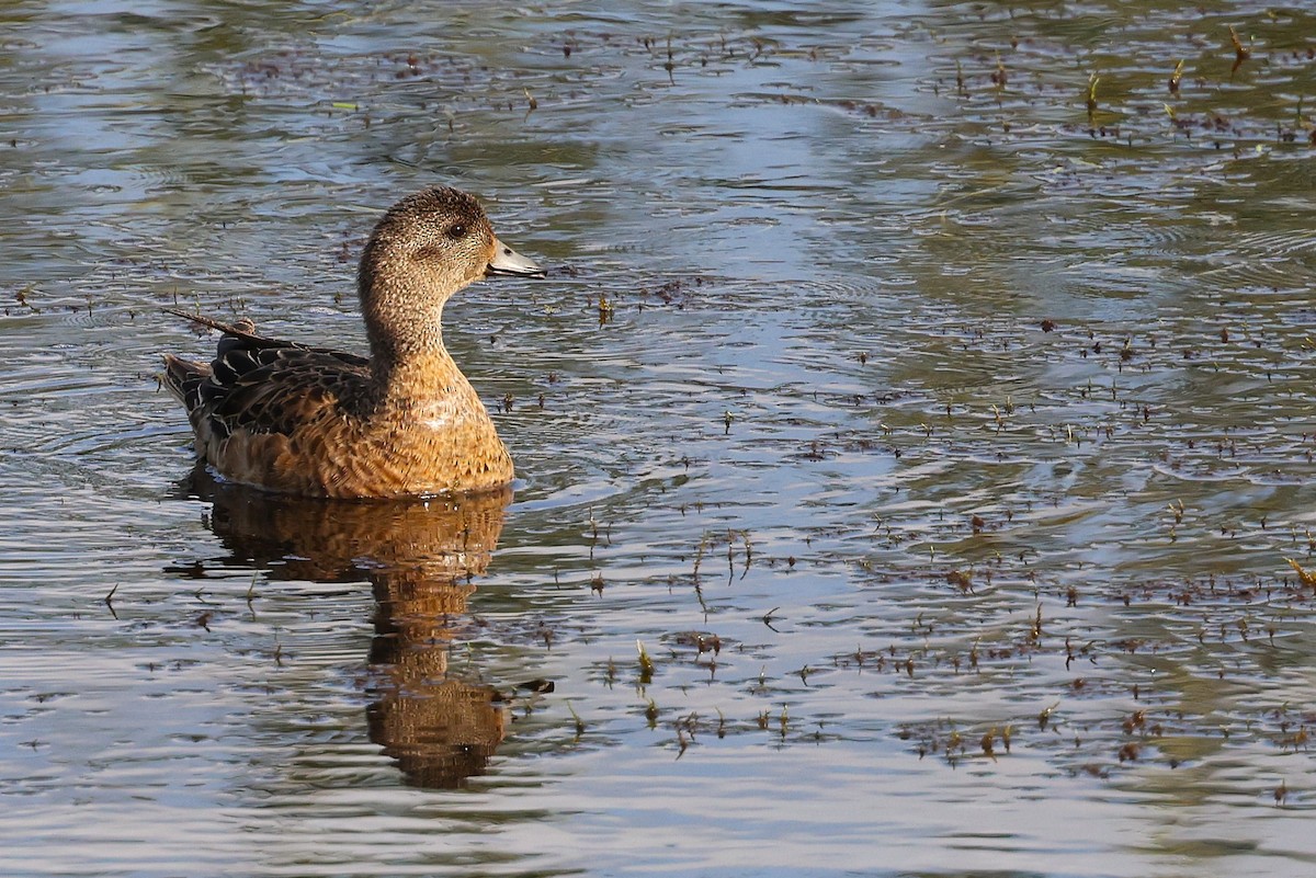 American Wigeon - ML621824442