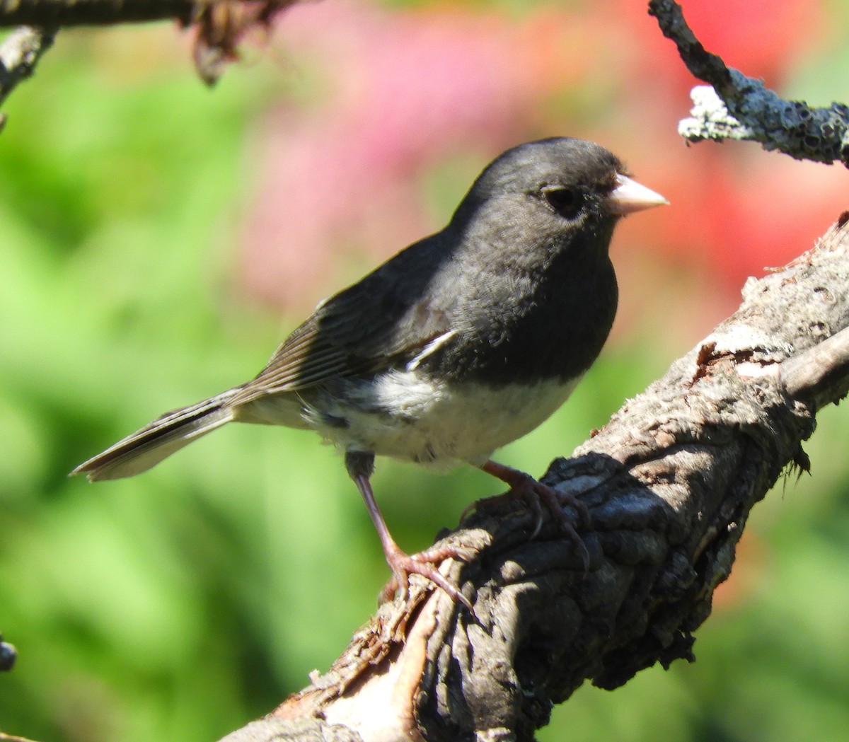 Dark-eyed Junco - ML621824463