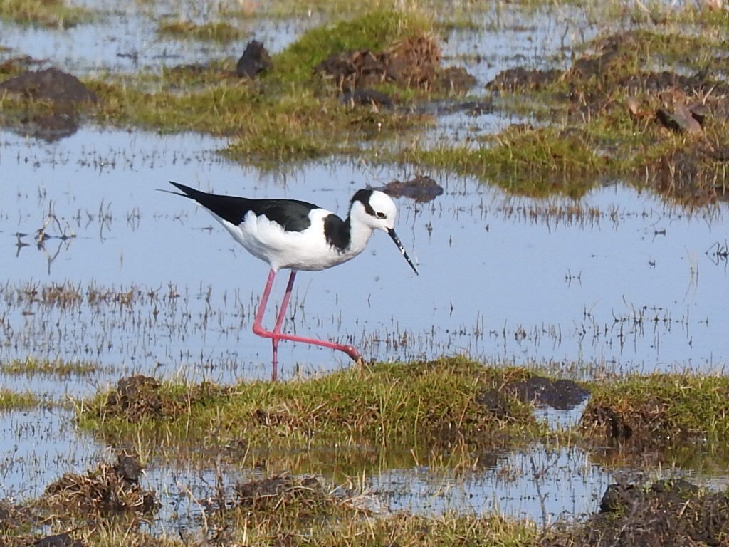 Black-necked Stilt - ML621824495