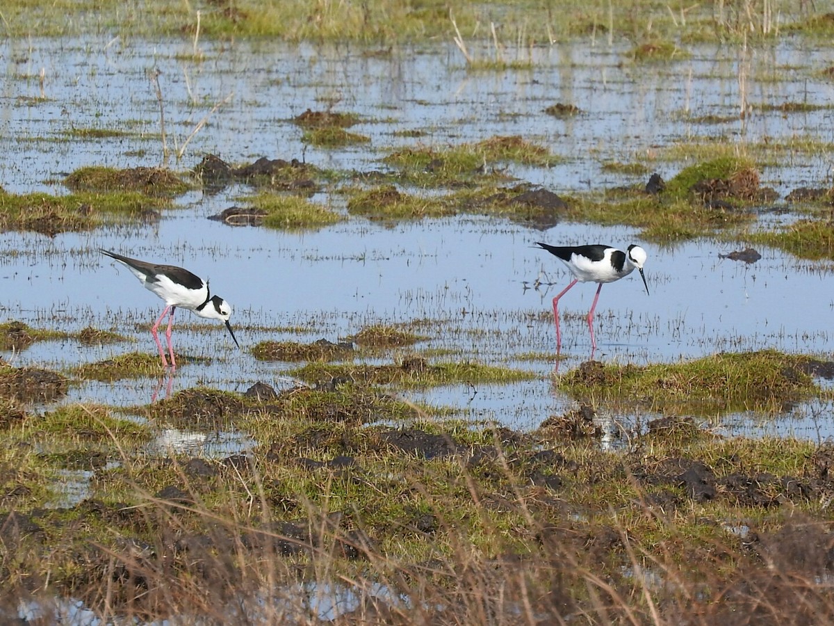 Black-necked Stilt - ML621824496