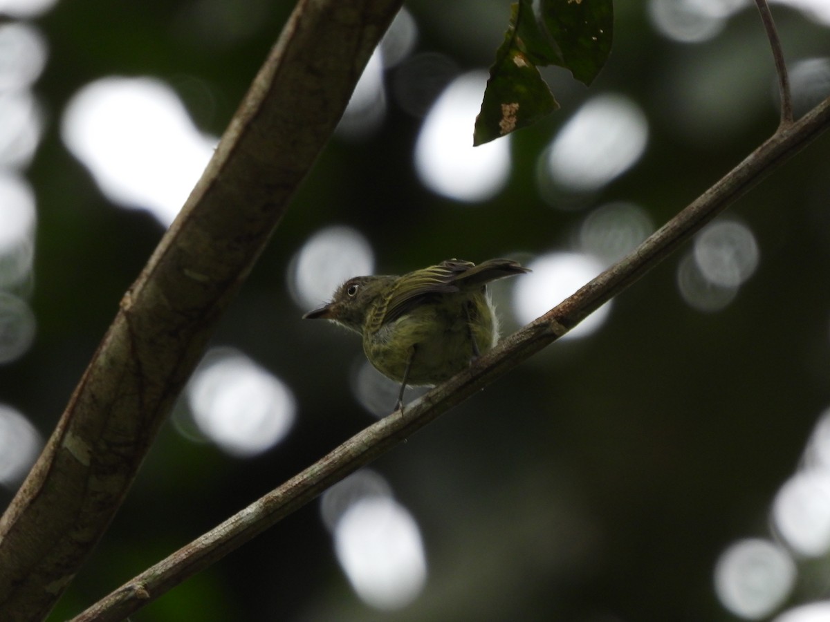 Double-banded Pygmy-Tyrant - ML621824519