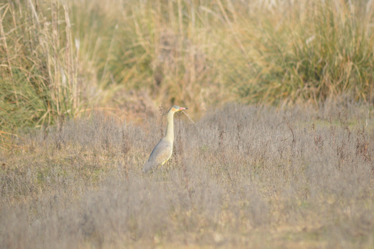 Whistling Heron - ML621824530