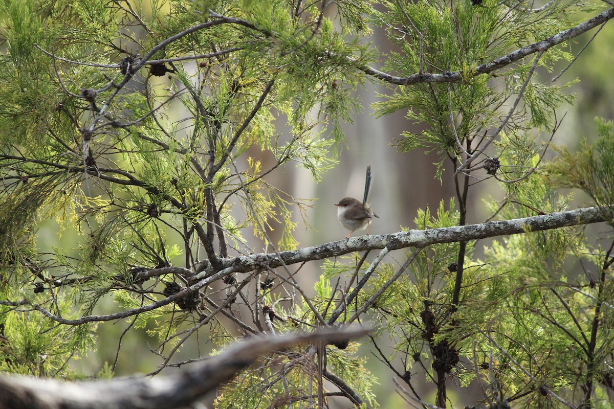 Superb Fairywren - ML621824533