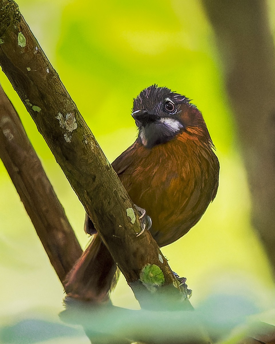 Gray-throated Babbler - ML621824538