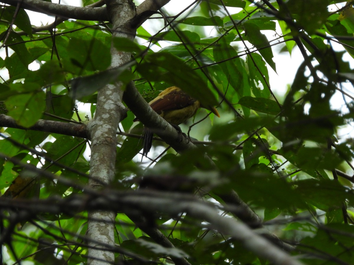 Cream-colored Woodpecker - Juan Aguilar