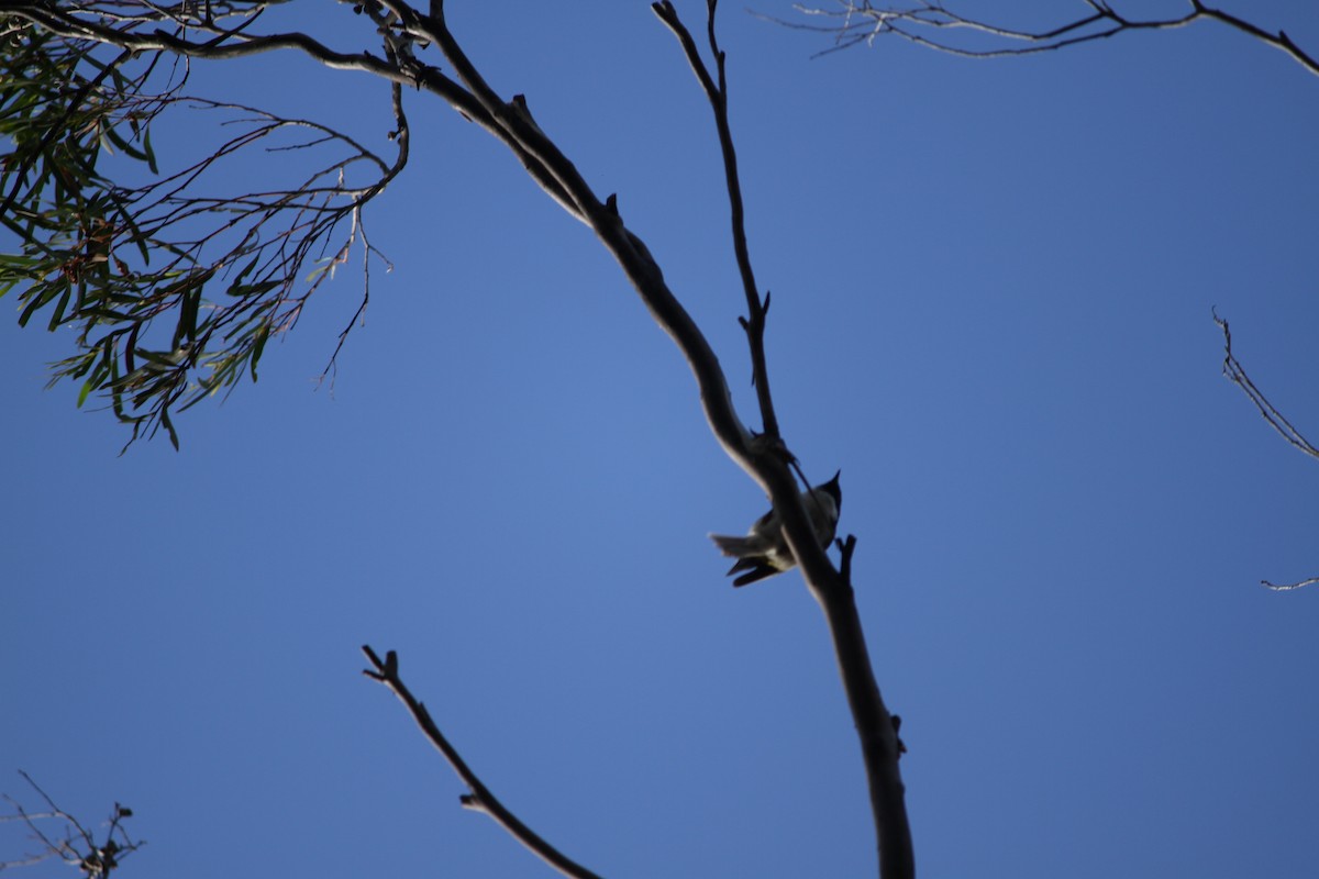 Black-headed Honeyeater - ML621824594