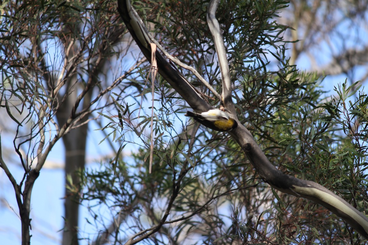 Black-headed Honeyeater - ML621824595