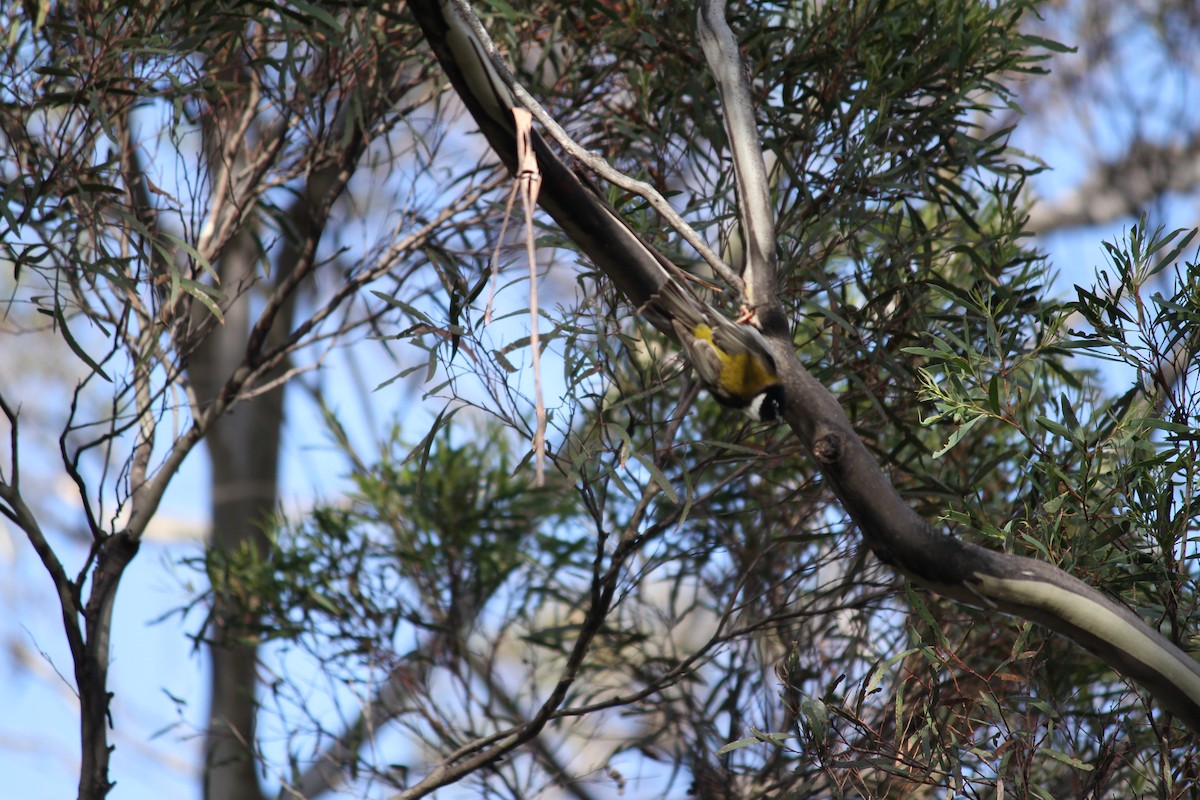 Black-headed Honeyeater - ML621824596