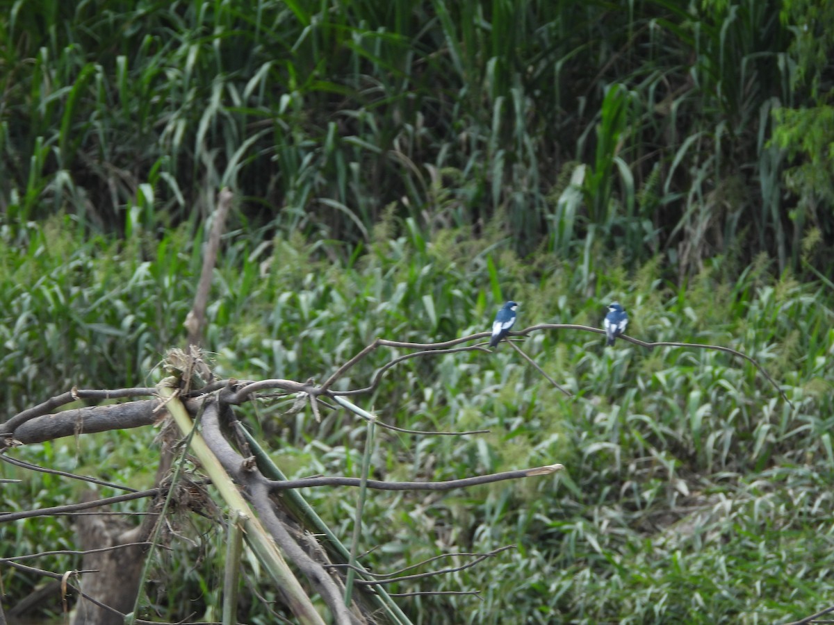 White-winged Swallow - ML621824623