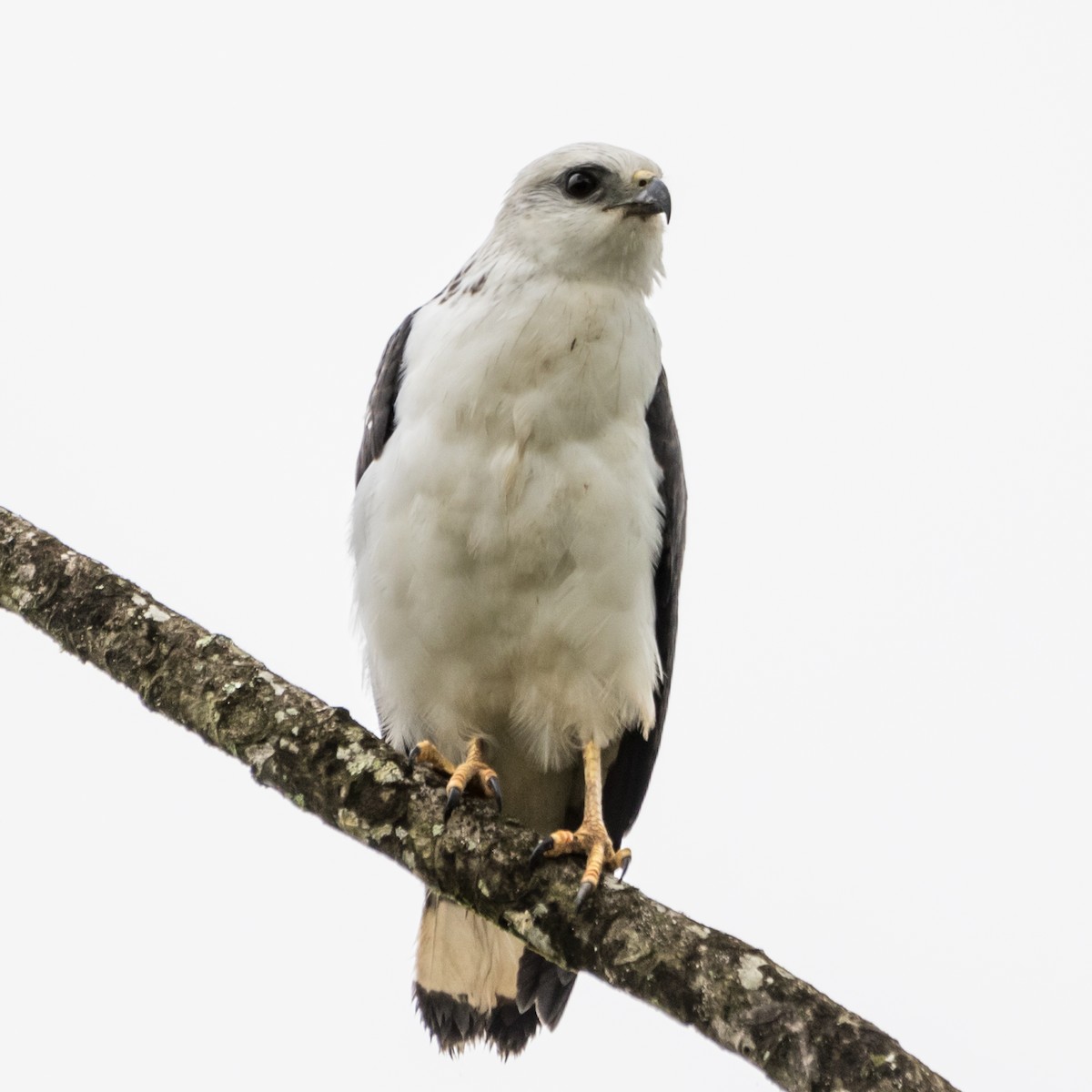 White-necked Hawk - ML621824698