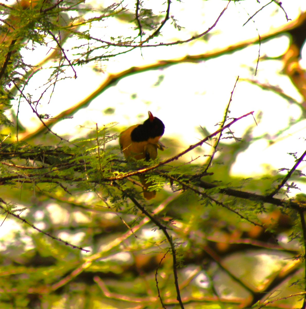 African Black-headed Oriole - ML621824719