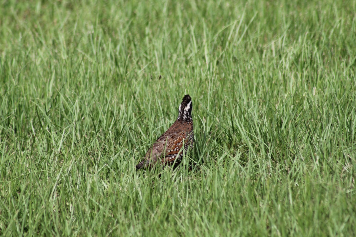 Northern Bobwhite - ML621824720