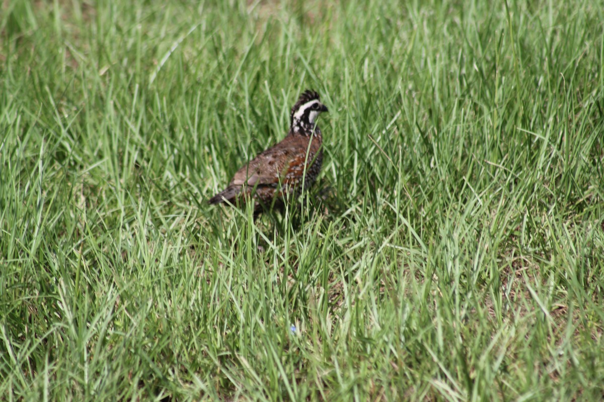 Northern Bobwhite - ML621824724