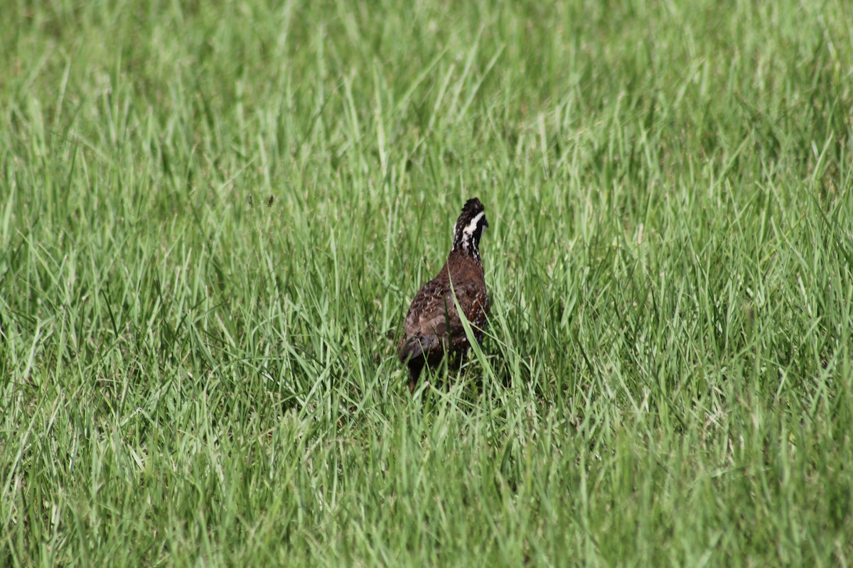 Northern Bobwhite - ML621824725