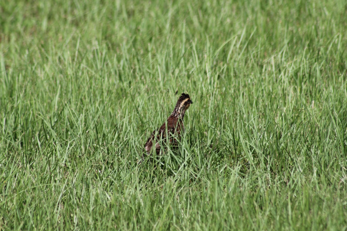 Northern Bobwhite - ML621824726