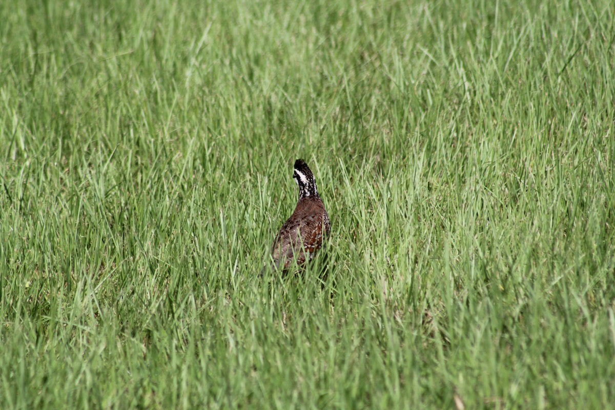 Northern Bobwhite - ML621824729