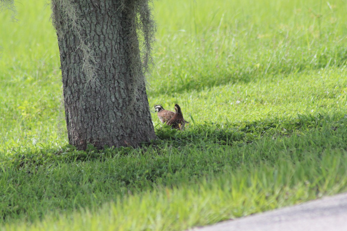 Northern Bobwhite - ML621824730