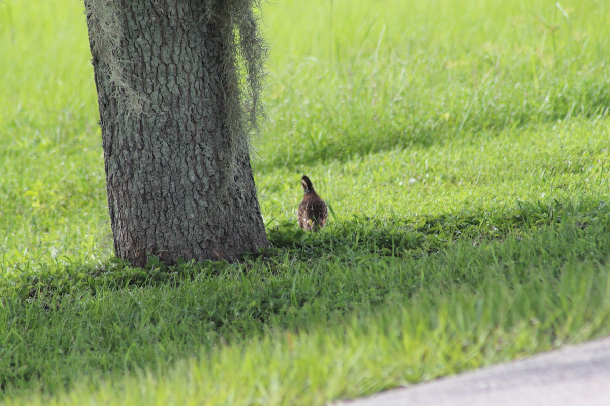 Northern Bobwhite - ML621824733