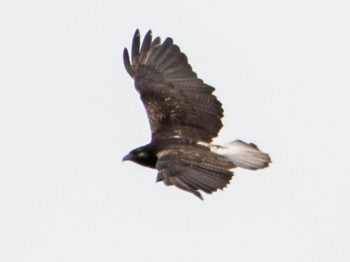 White-tailed Hawk - ML621824748