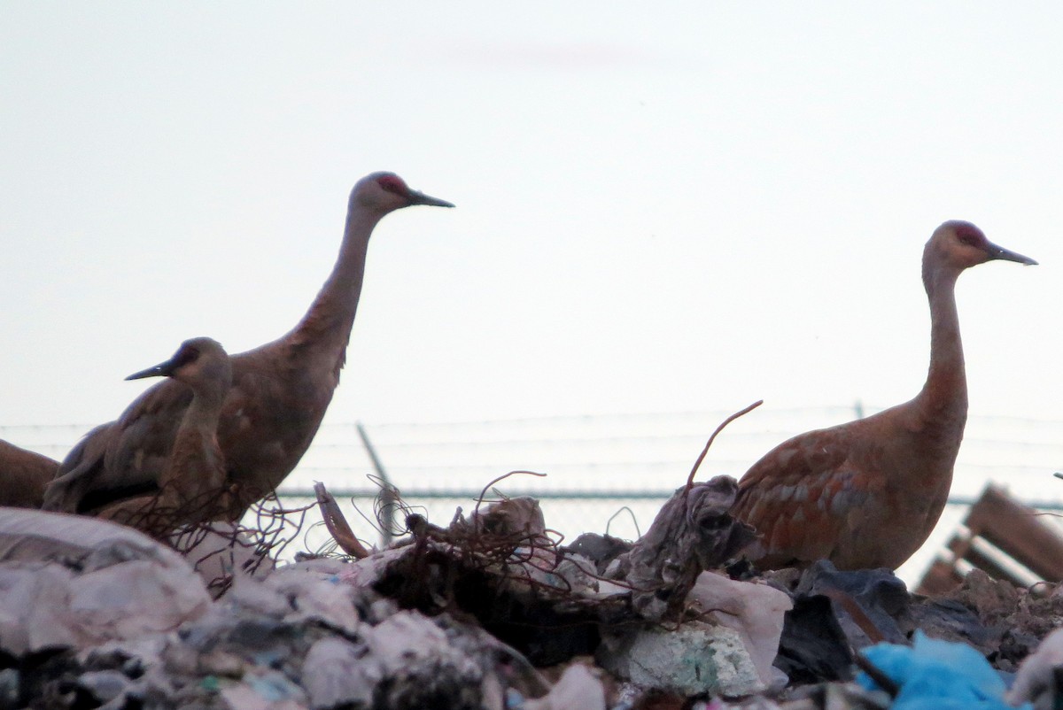 Sandhill Crane - Pat McKay