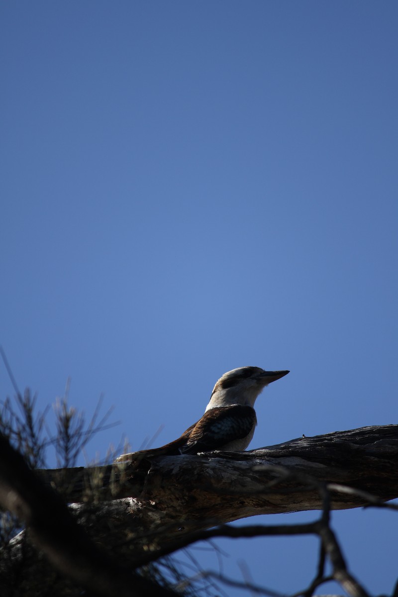 Laughing Kookaburra - ML621824758