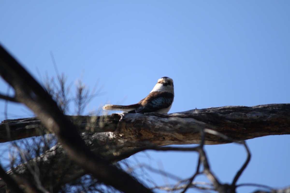 Laughing Kookaburra - ML621824759