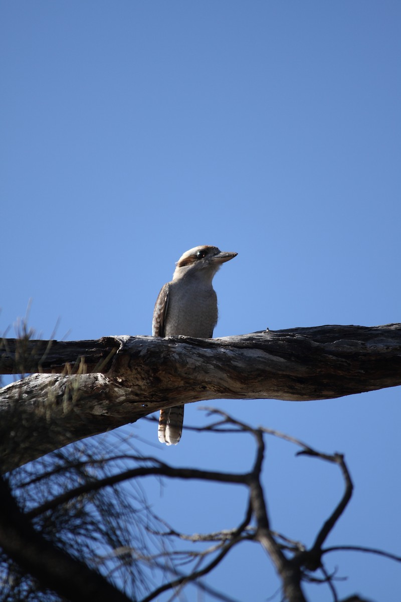 Laughing Kookaburra - ML621824760