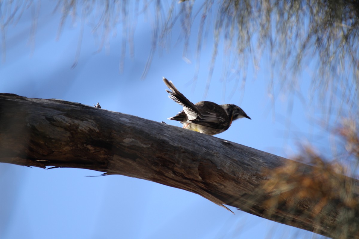 Yellow Wattlebird - Alasdair McAlpine