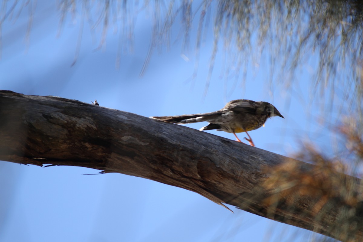 Yellow Wattlebird - ML621824765