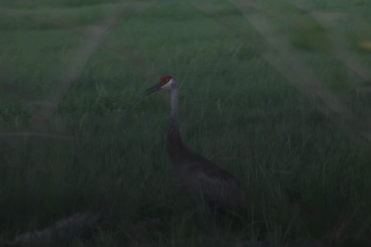 Sandhill Crane - ML621824777