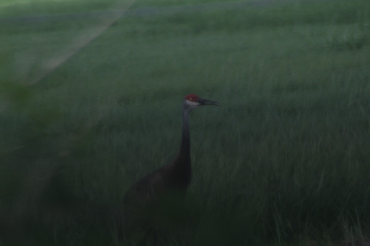 Sandhill Crane - ML621824778