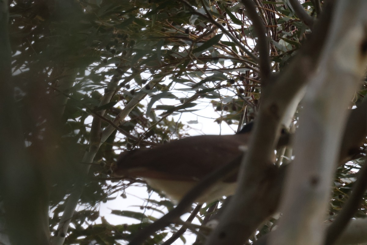 Nankeen Night Heron - ML621824783