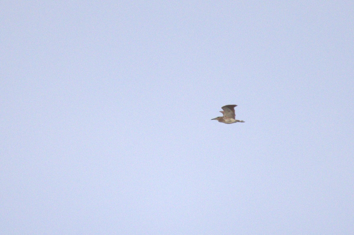 Nankeen Night Heron - ML621824787