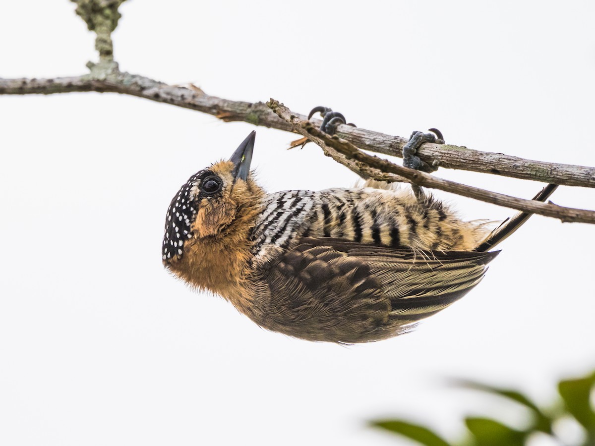 Ochre-collared Piculet - Luiz Anjos