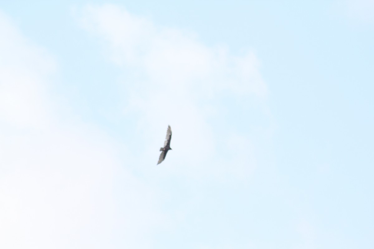 Turkey Vulture - ML621824799