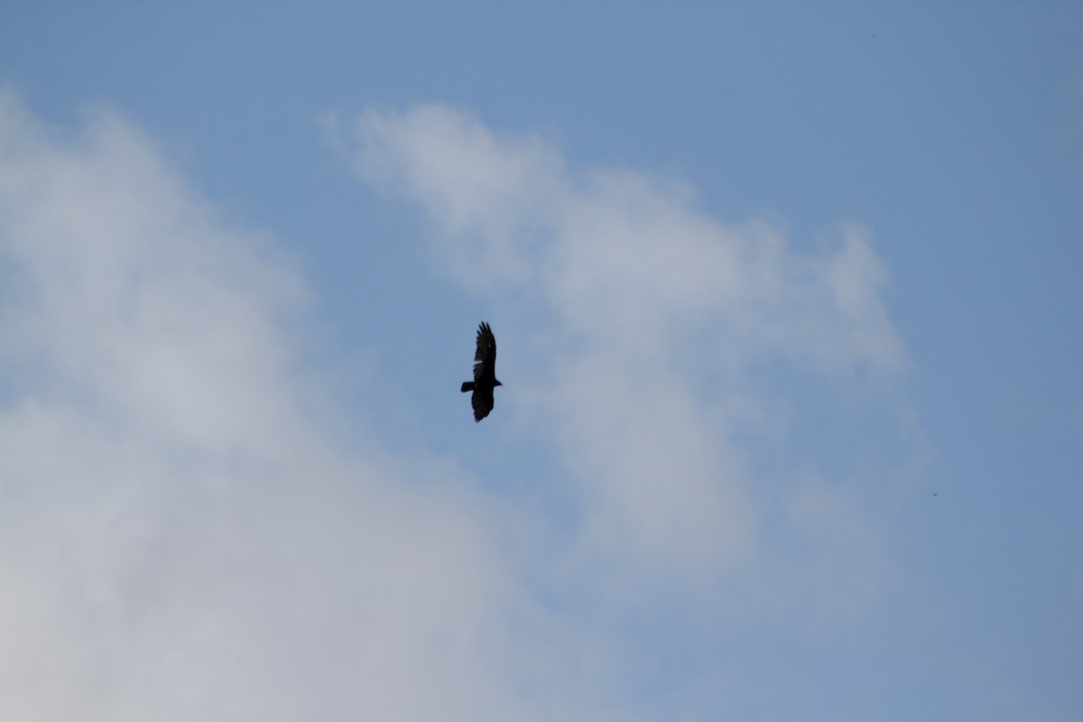 Turkey Vulture - ML621824800