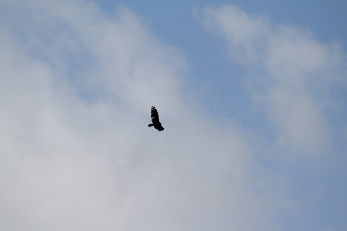 Turkey Vulture - ML621824801