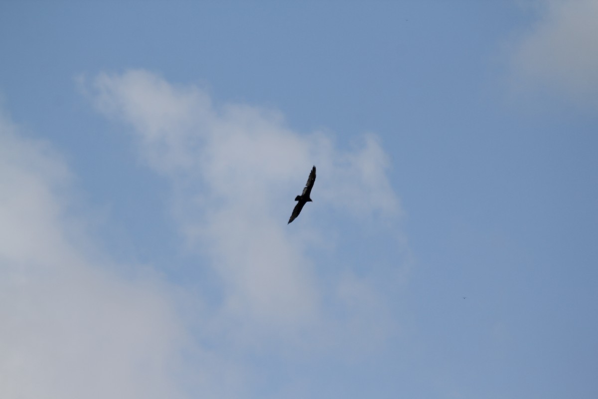 Turkey Vulture - ML621824802