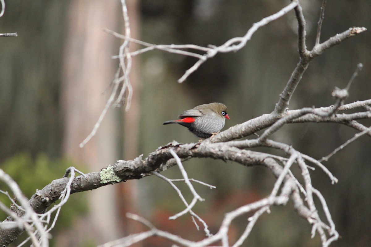 Beautiful Firetail - ML621824824