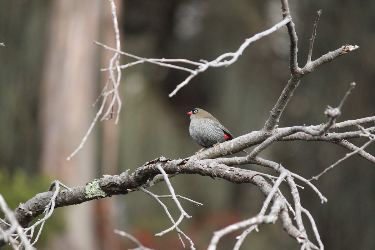 Beautiful Firetail - ML621824825