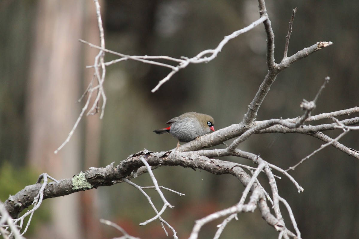 Beautiful Firetail - ML621824826