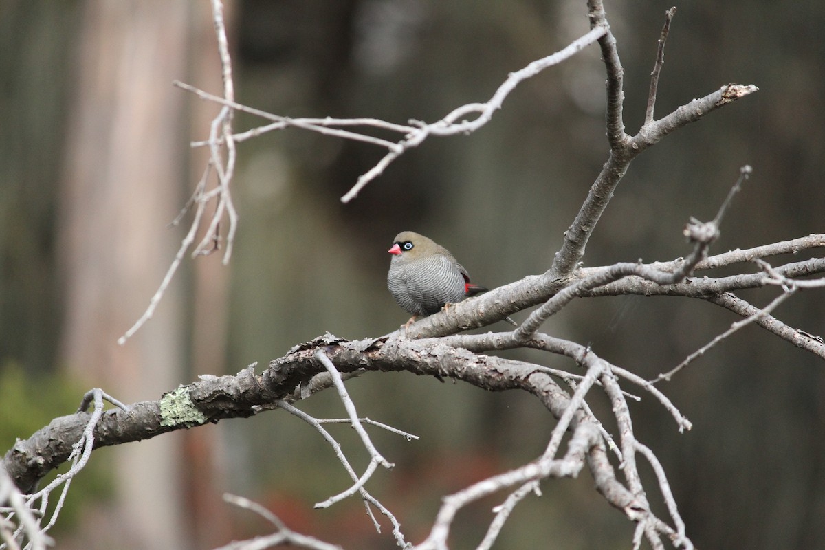 Beautiful Firetail - ML621824827